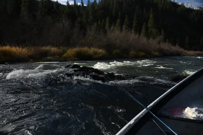 DSC_0233 (Large).JPG